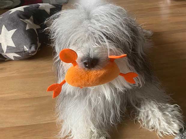 Cosmo squeaky