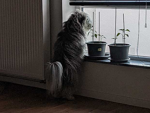 Cosmo observe